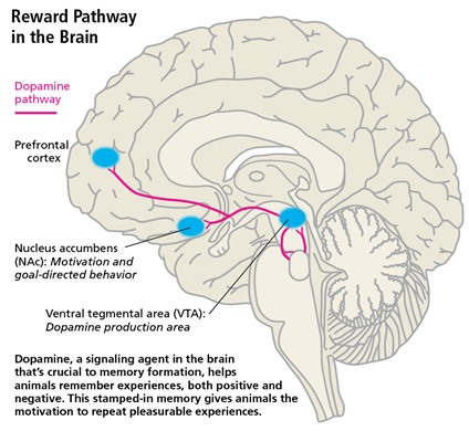 Certain drugs interact with dopamine pathway